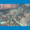 langouste2.JPG