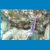 nudibranche3.jpg