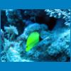 poisson2.jpg