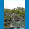 araucaria_sud.JPG